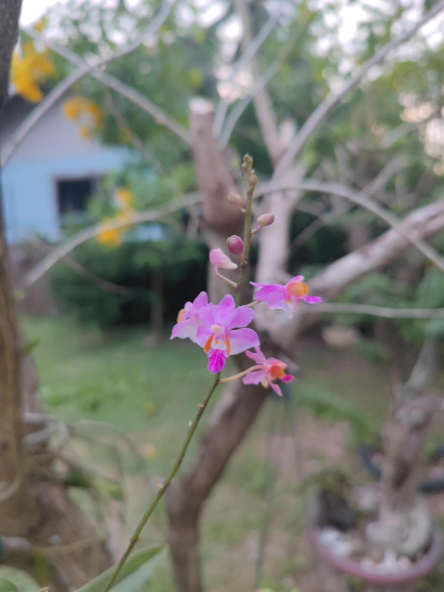 The Secret Garden Homestay Koh Yao Yai Ko Yao Eksteriør billede