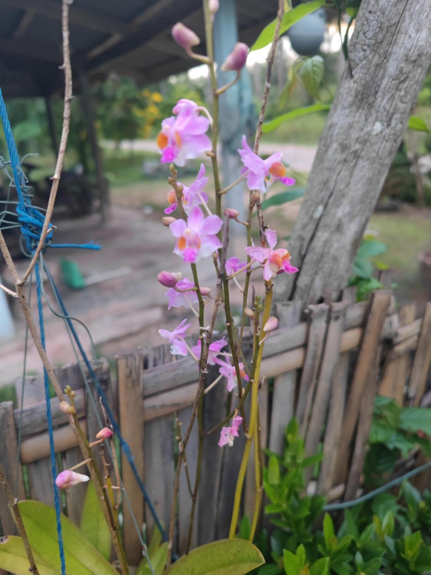 The Secret Garden Homestay Koh Yao Yai Ko Yao Eksteriør billede