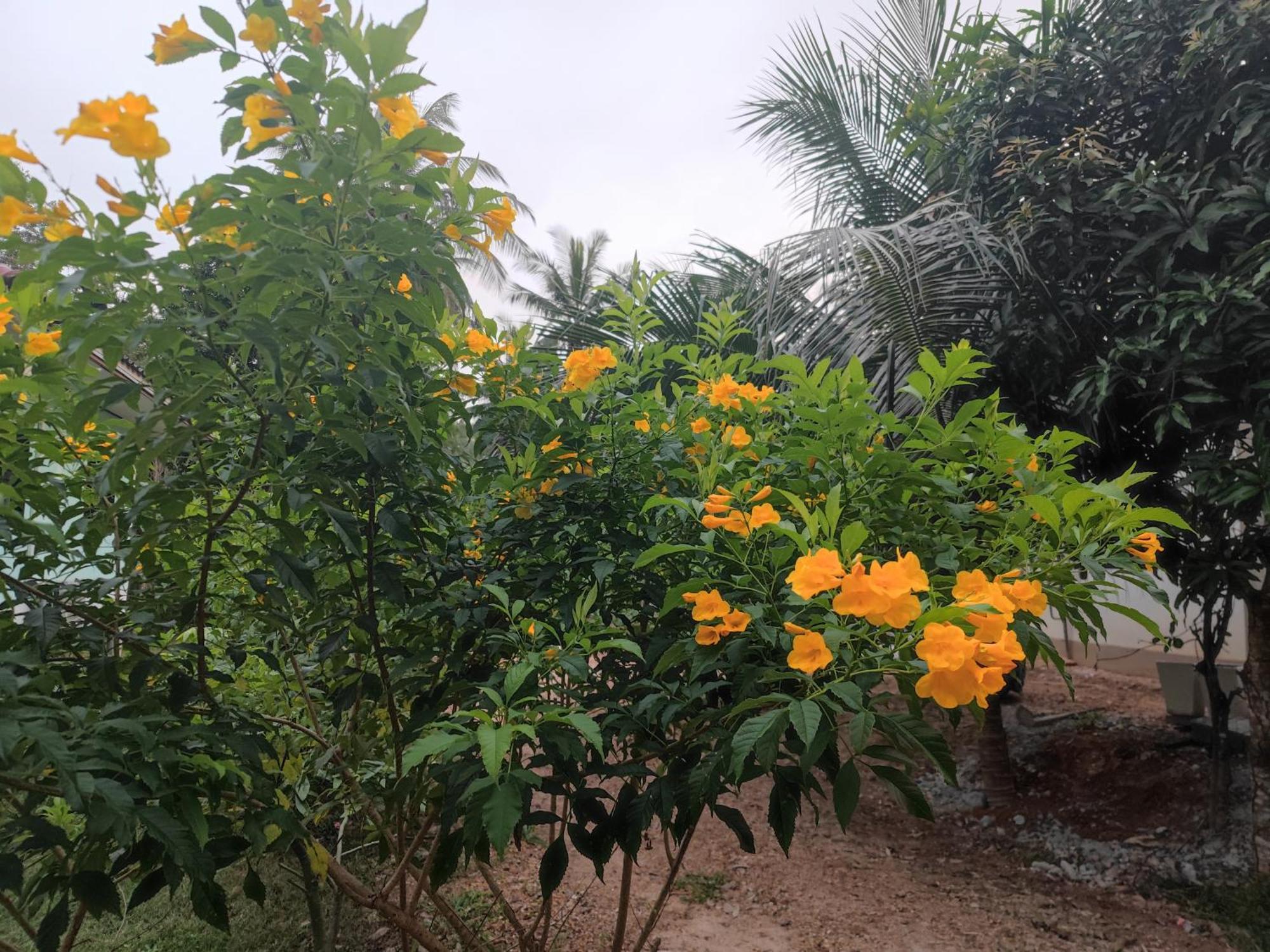 The Secret Garden Homestay Koh Yao Yai Ko Yao Eksteriør billede