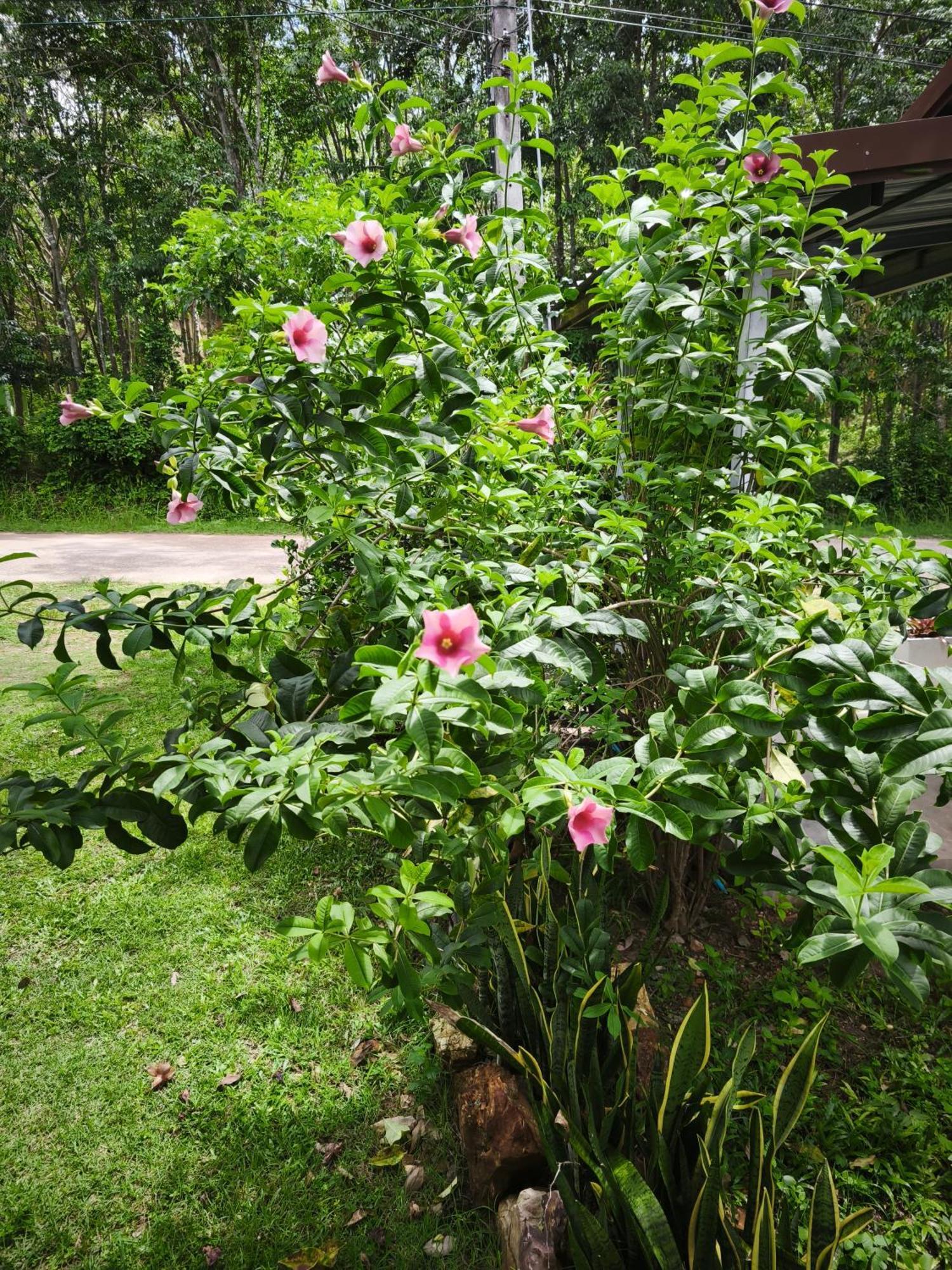 The Secret Garden Homestay Koh Yao Yai Ko Yao Eksteriør billede
